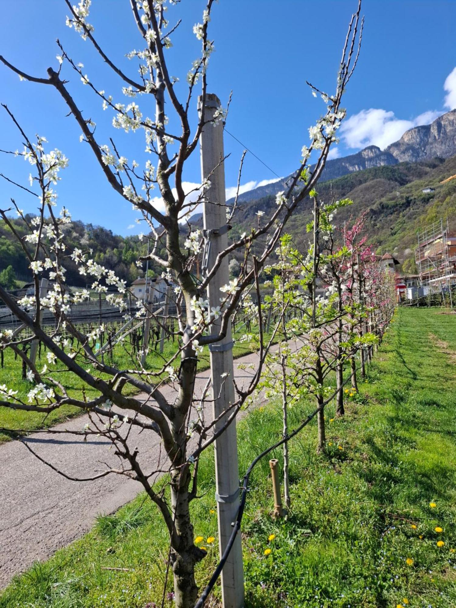 Versigglhof Eppan an der Weinstraße Exterior foto