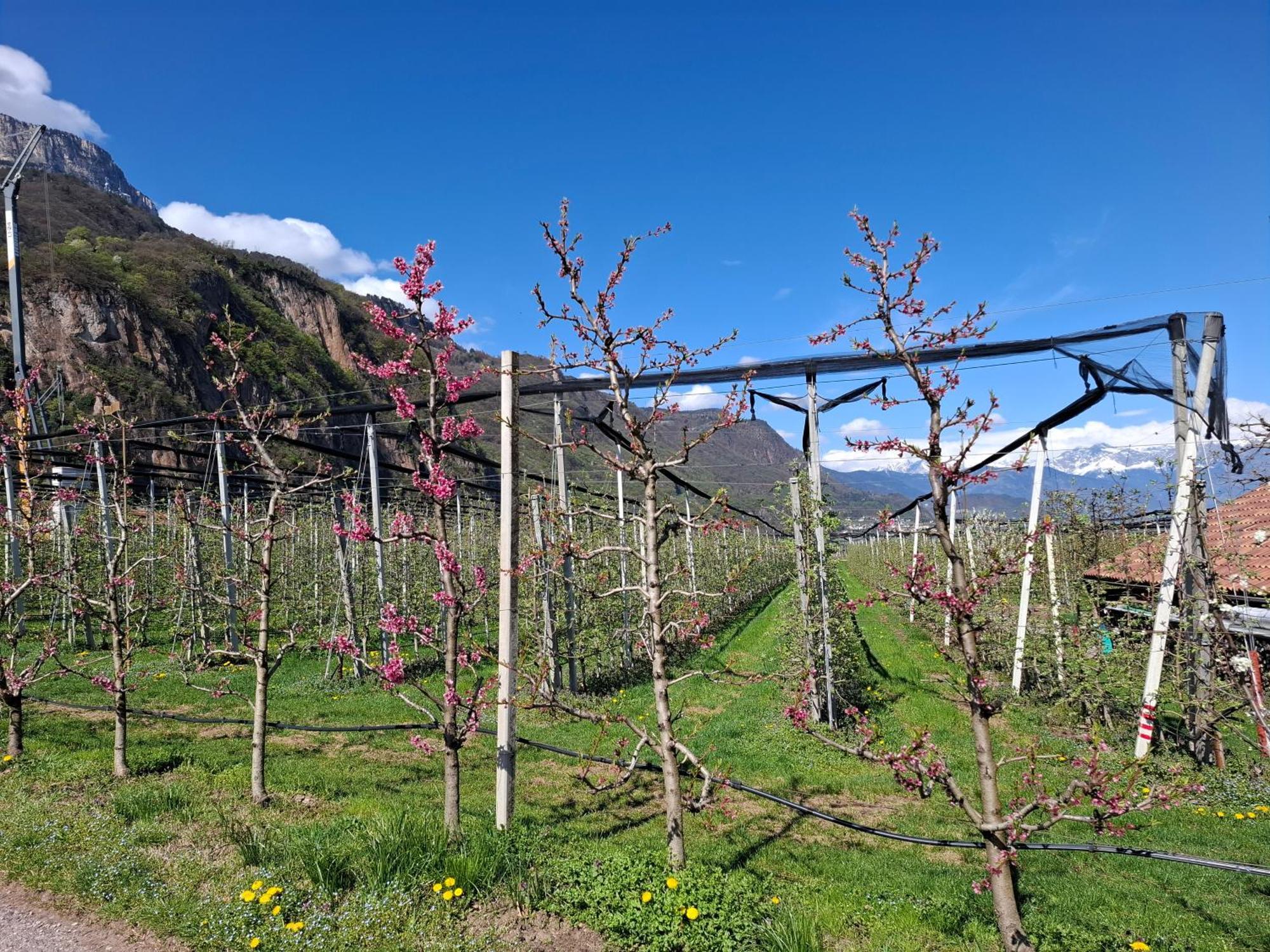 Versigglhof Eppan an der Weinstraße Exterior foto